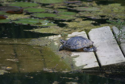 Turtle in water