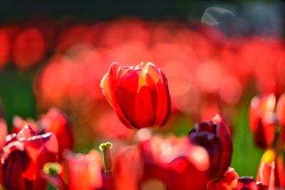 Close-up of red tulips on field