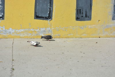 High angle view of pigeons on footpath