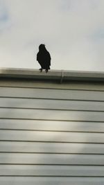 Silhouette of bird perching on wall