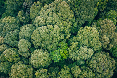 Full frame shot of green leaves