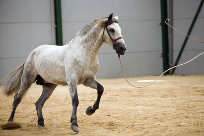 Horse standing in ranch