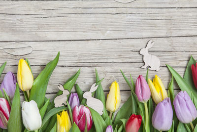 Close-up of crocus against white background