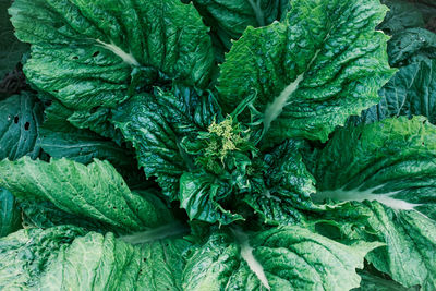 Full frame shot of fresh green leaf