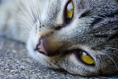 Close-up portrait of a cat