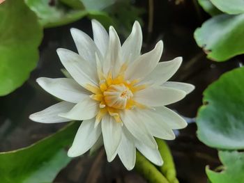 Close-up of white flower with leaves