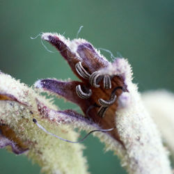 Close-up of insect on flower