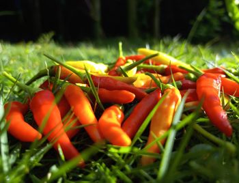 Close-up of red chili peppers on field