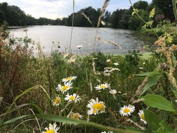 Close-up of flowers blooming by lake