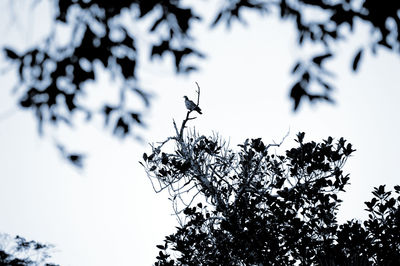 Low angle view of bird on tree against sky