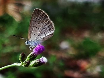 Close-up of butterfly perching on flower