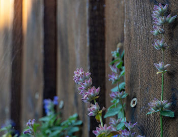 Close-up of purple flowering plants by fence