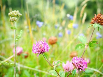 Close-up of honey bee on flower blooming in field