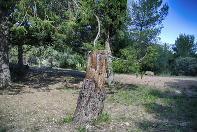 Trees on field in forest