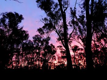 Low angle view of silhouette trees against sky during sunset