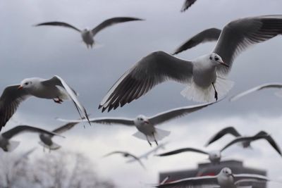 Low angle view of birds flying against sky