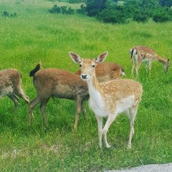 Deer standing on field
