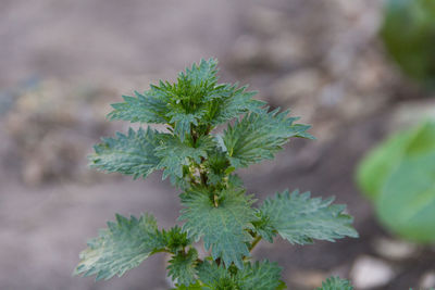 High angle view of plant