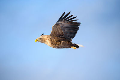 Low angle view of eagle flying in sky