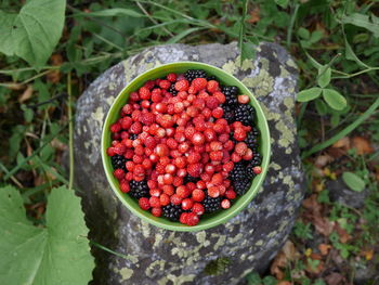 High angle view of berry fruits in bowl on rock