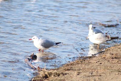 Seagulls on a lake