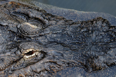 Detail shot of crocodile