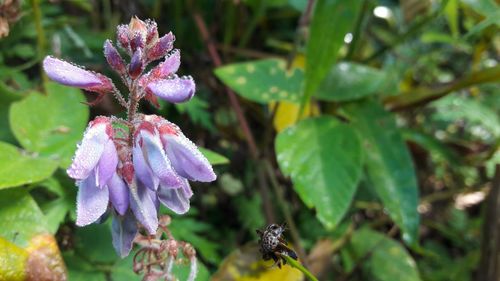 Close-up of purple flowering plant