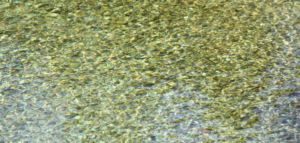 Full frame shot of tree