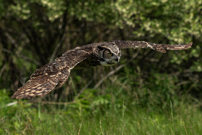 Close-up of bird perching on field