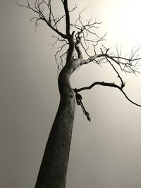 Tree branch against sky