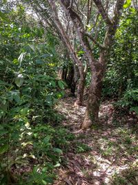 Trees in forest