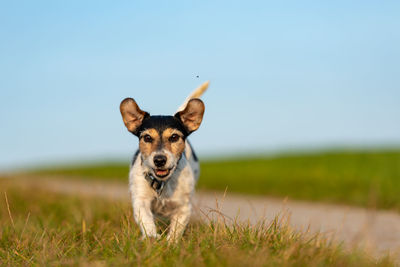 Portrait of dog running on field