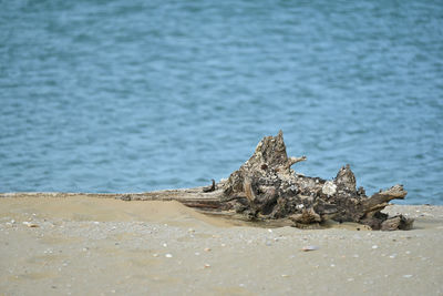 View of driftwood on beach