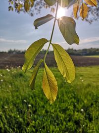 Close-up of plant growing on field against sky