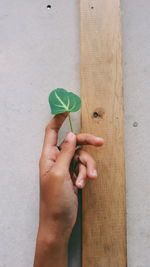 Close-up of hand holding plant