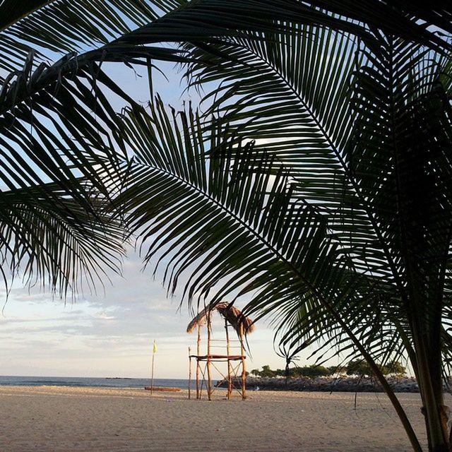 palm tree, beach, sea, tranquility, sand, horizon over water, tranquil scene, sky, water, nature, palm leaf, tree, shore, scenics, shadow, sunlight, beauty in nature, in a row, growth, day