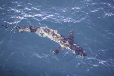 High angle view of fish swimming in sea