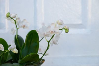 Close-up of white flowering plant