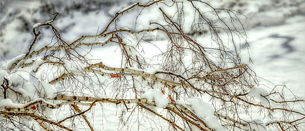 Close-up of snow covered bare tree