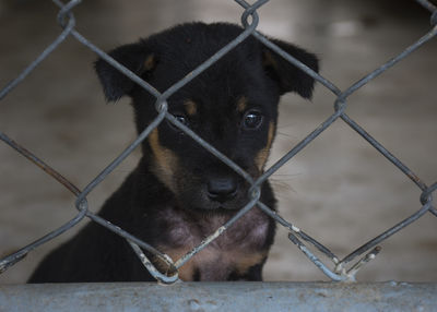 Close-up of puppy on chainlink fence