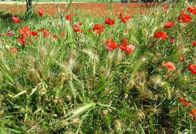 Close up of red poppy flowers