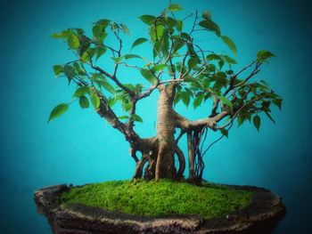 Close-up of tree against sky