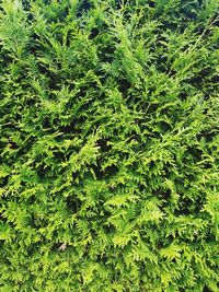 Full frame shot of green leaves