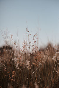 Close-up of flowering plants on field against sky