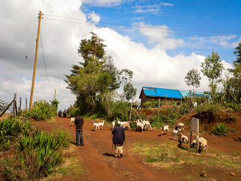 Cows against sky