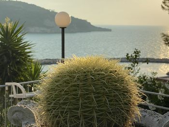 Close-up of succulent plants by sea against sky