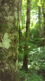 Close-up of tree trunk in forest