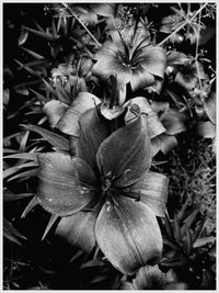 Close-up of flowers blooming outdoors