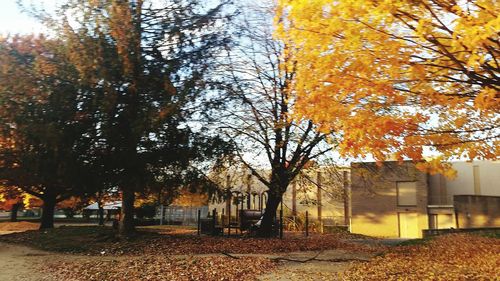 Sun shining through trees