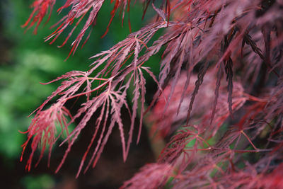 Close-up of leaves on tree during autumn